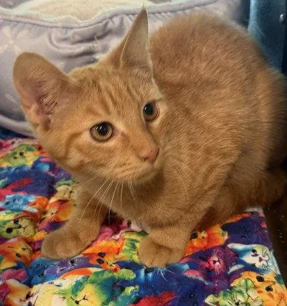 A young small-sized male Orange / Red Domestic Short Hair cat named Zenith for adoption in Midland, VA