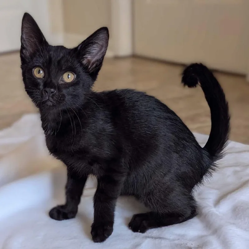 A baby small-sized male Black Domestic Short Hair cat named Alex for adoption in Huntsville, AL