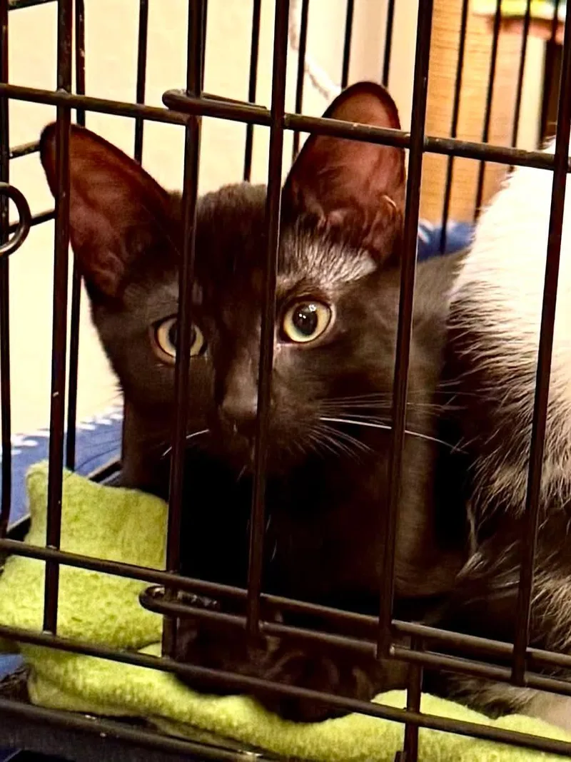 A baby medium-sized male Black Bombay cat named Simon for adoption in San Antonio, TX