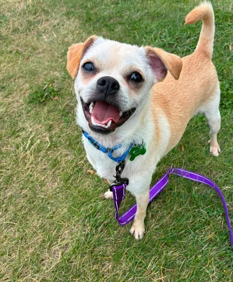 A baby small-sized male Chihuahua dog named Louie for adoption in North Syracuse, NY