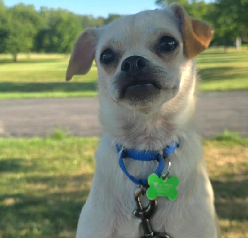 Louie thumbnail 2