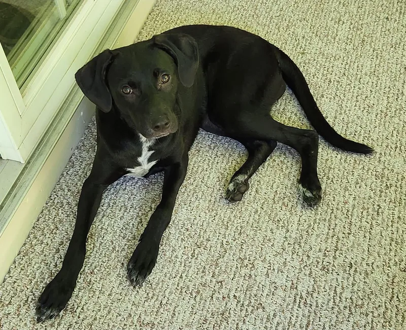 A young medium-sized female Black Australian Cattle Dog / Blue Heeler dog named Kooky for adoption in Watertown, CT