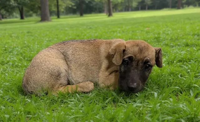 A baby small-sized female German Shepherd Dog dog named Clover for adoption in Lancaster, CA
