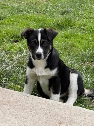 A young large-sized female Mixed Breed dog named Gertrude for adoption in Missoula, MT