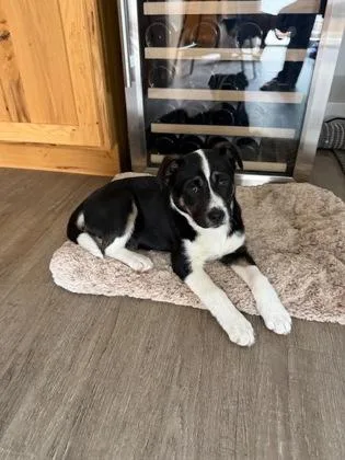 Gertrude thumbnail 2