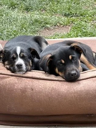 Gertrude thumbnail 3