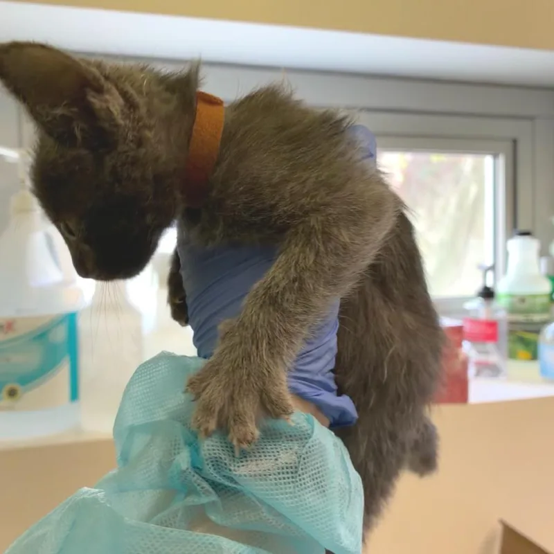 A baby small-sized female Gray / Blue / Silver Domestic Short Hair cat named Brown Collar for adoption in Los Angeles, CA