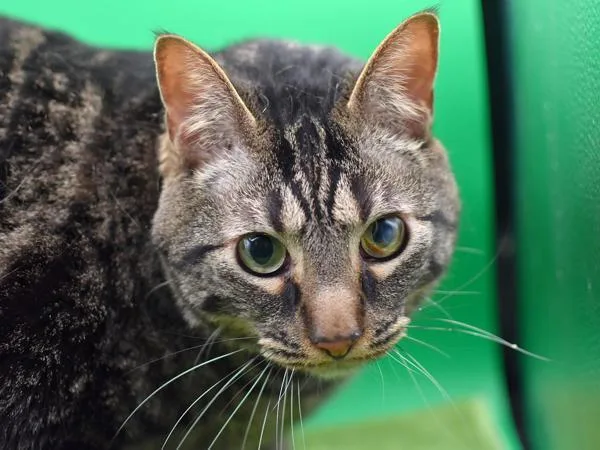 An adult extra large-sized male Domestic Short Hair cat named Sparrow for adoption in Portland, OR