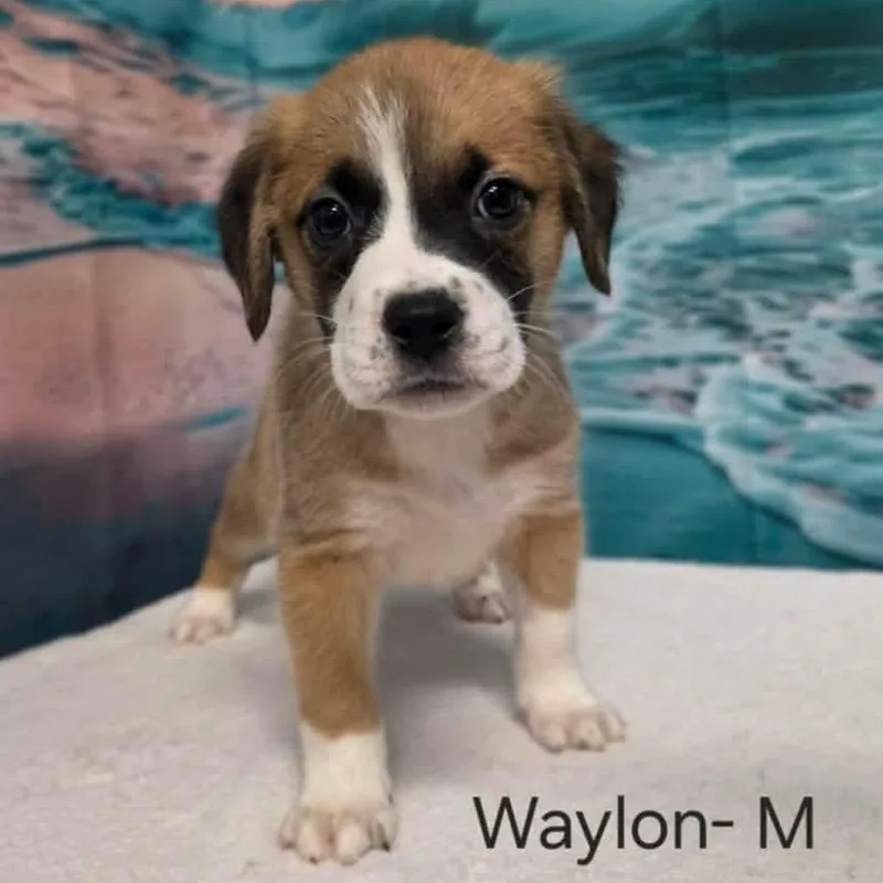 Waylon