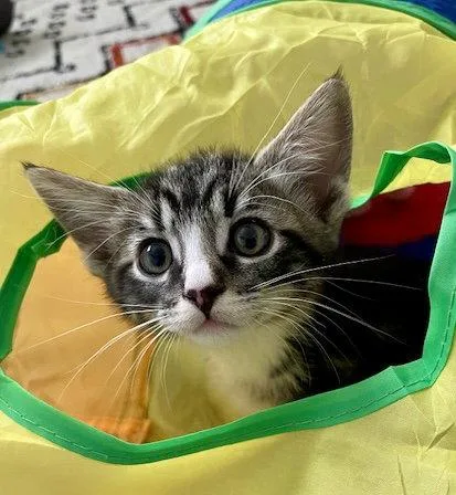 Reed  Bonded With thumbnail 3