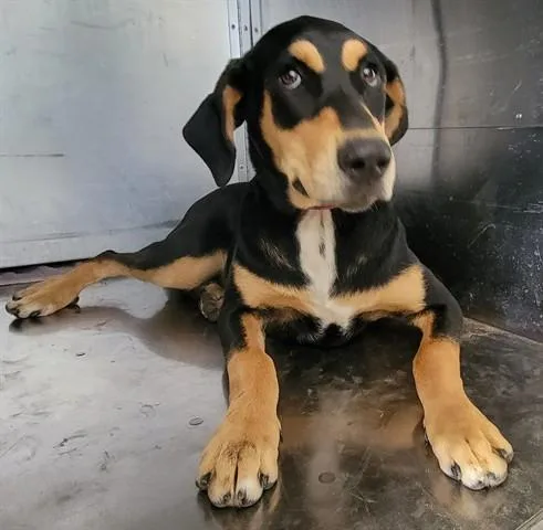A young extra large-sized female Doberman Pinscher dog named Doobsie for adoption in Garland, TX