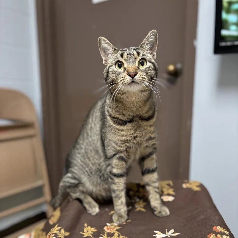 A young medium-sized female Brown / Chocolate Domestic Short Hair cat named Froot Loops for adoption in Fargo, ND