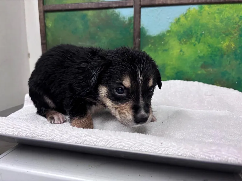 A baby small-sized female German Shepherd Dog dog named Dollie for adoption in Houston, TX