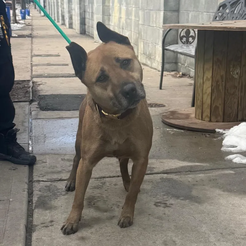 An adult medium-sized male Shepherd dog named Tobby for adoption in Newark, NJ