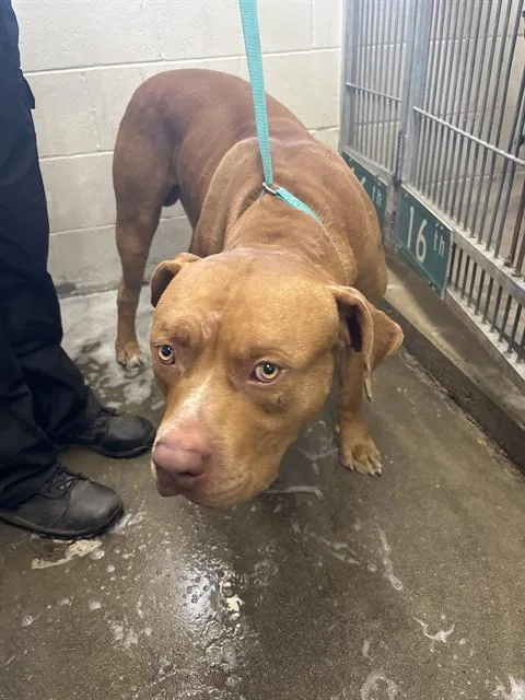 A young large-sized male Pit Bull Terrier dog named Ezlo for adoption in San Bernardino, CA