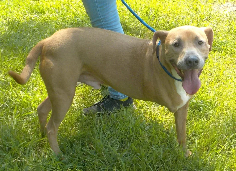 An adult large-sized female Pit Bull Terrier dog named Skip for adoption in Wetumpka, AL