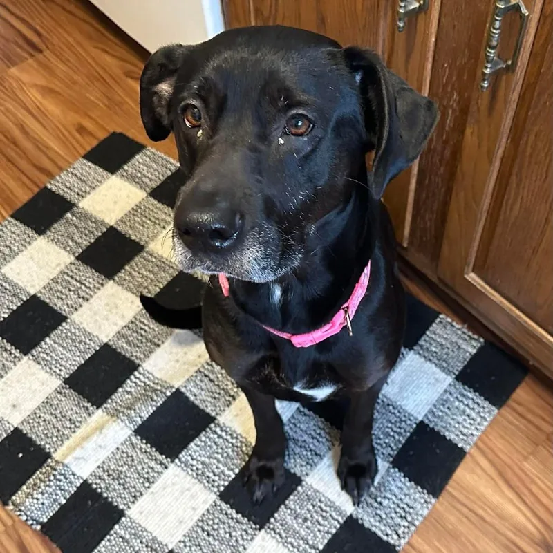 An adult medium-sized female Black Mixed Breed dog named Molly for adoption in DeKalb, IL