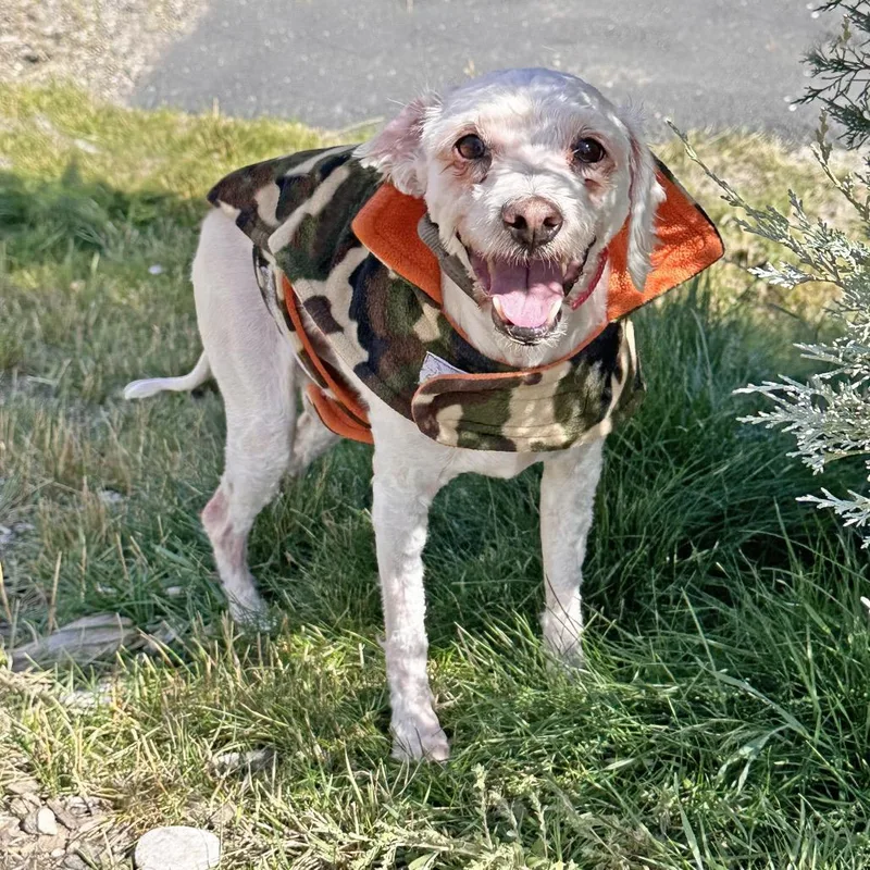 A senior small-sized male White / Cream Mixed Breed dog named Pablo for adoption in Hailey, ID