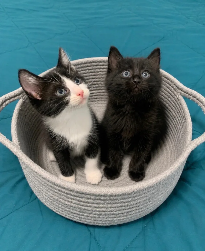 Apollo & Neptune thumbnail 2