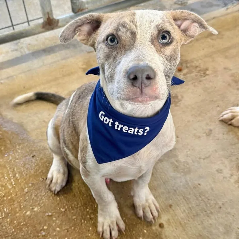 A baby medium-sized male Yellow / Tan / Blond / Fawn Terrier dog named Zebra Cake for adoption in Carencro, LA
