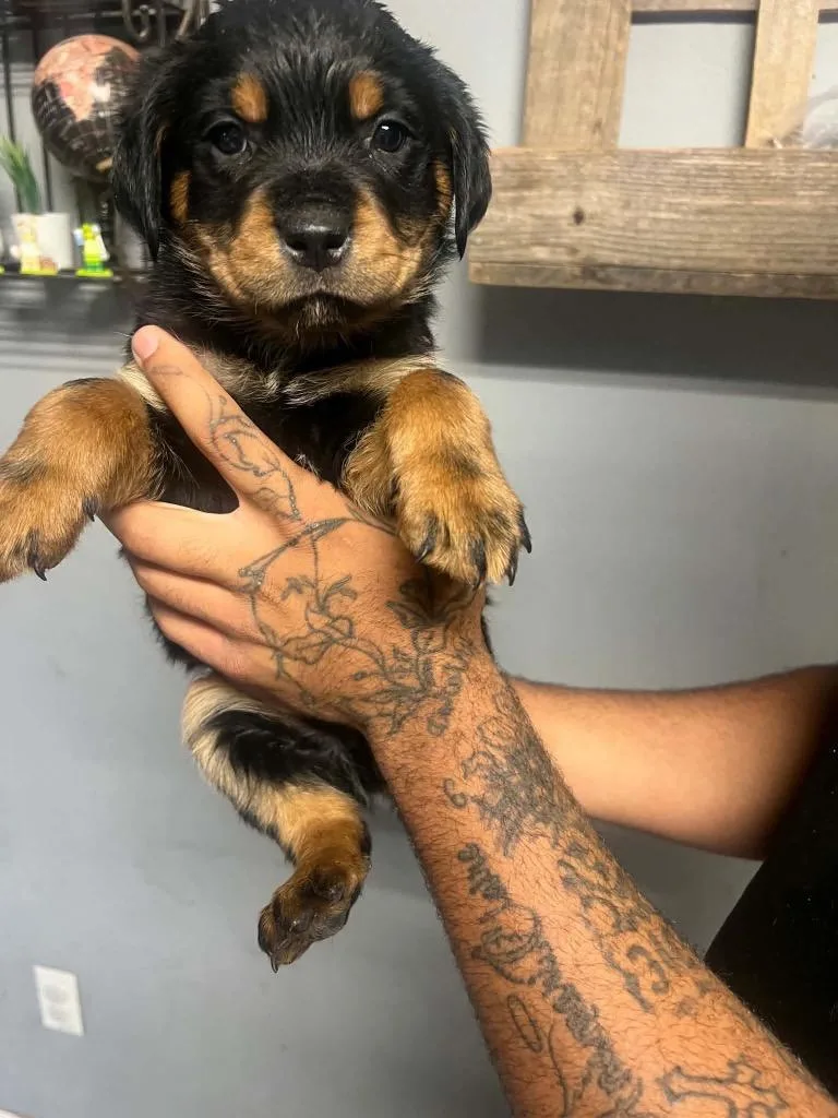 A baby large-sized female Rottweiler dog named $ for adoption in Milwaukee, WI
