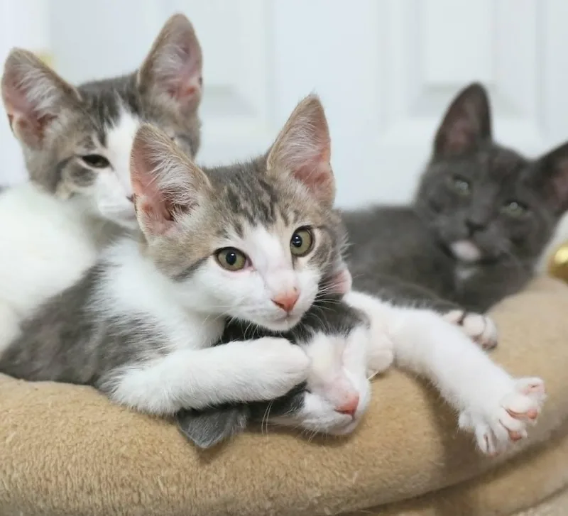 A baby medium-sized male White Domestic Short Hair cat named Piper for adoption in Pasco, WA