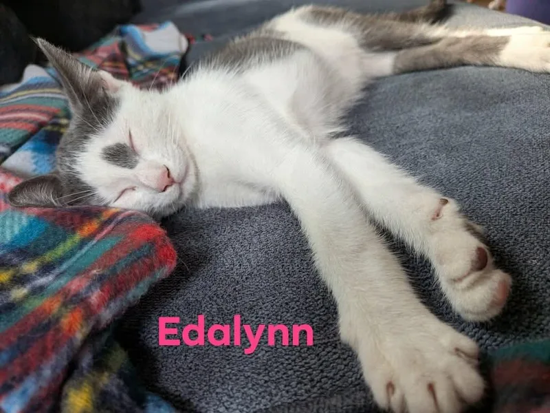 A young small-sized female Gray & White Domestic Short Hair cat named Edalyn for adoption in Manchester, CT