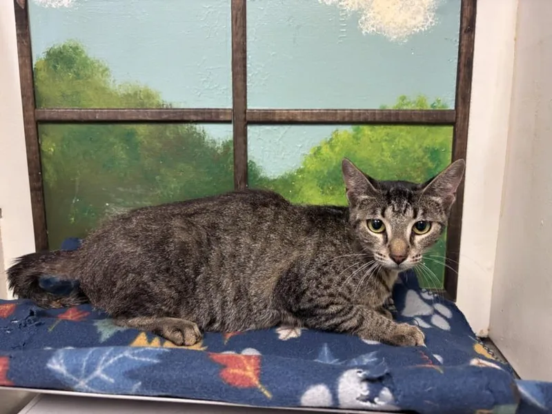 A young large-sized female Domestic Short Hair cat named Stacy for adoption in Houston, TX