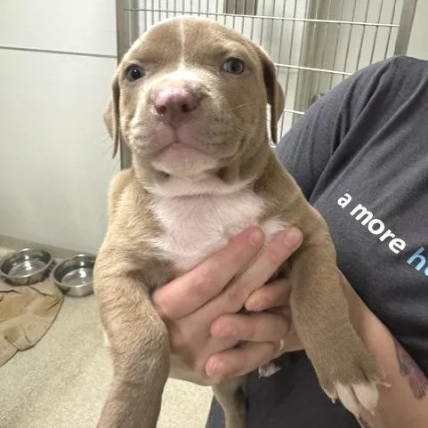 A baby small-sized female Brown / Chocolate Pit Bull Terrier dog named Starling for adoption in Novelty, OH