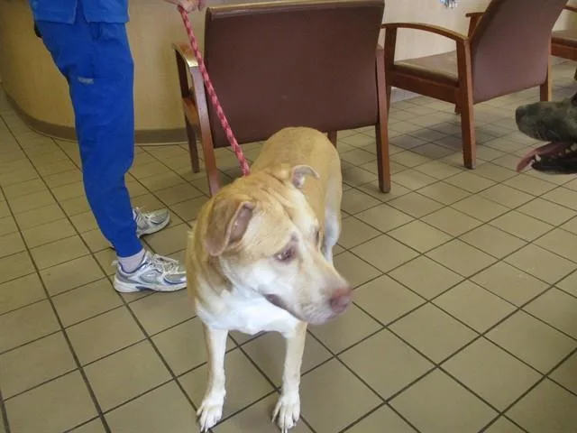 An adult medium-sized female Siberian Husky dog named Sasha for adoption in Ocala, FL