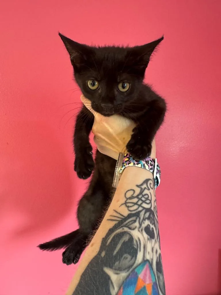 A baby medium-sized male Domestic Short Hair cat named Newt for adoption in Johnson City, TN