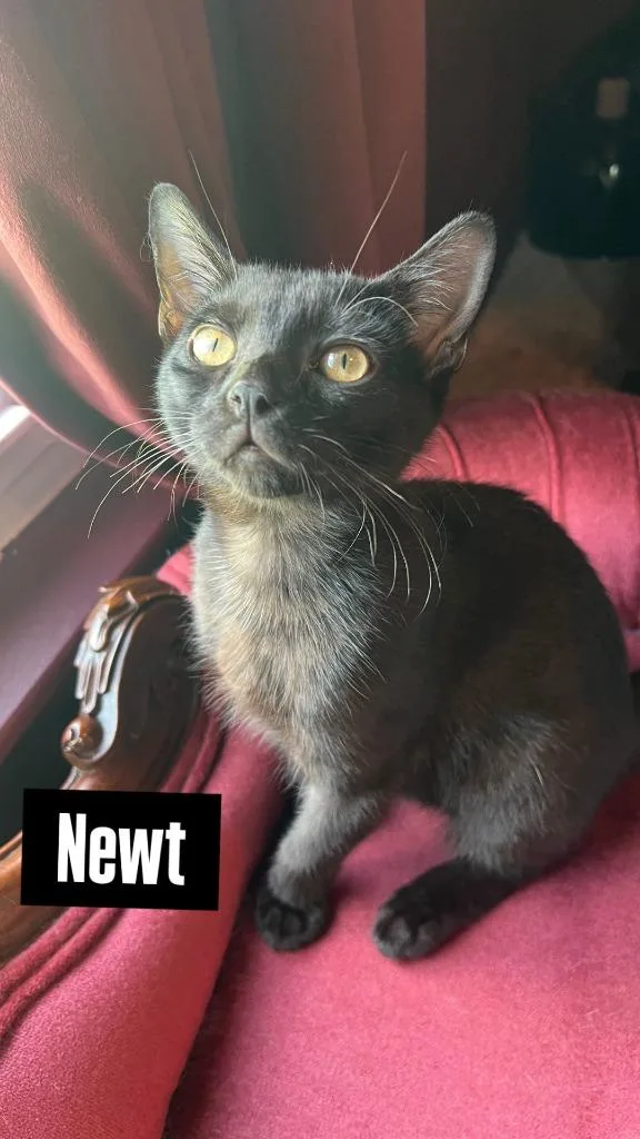 Newt thumbnail 2