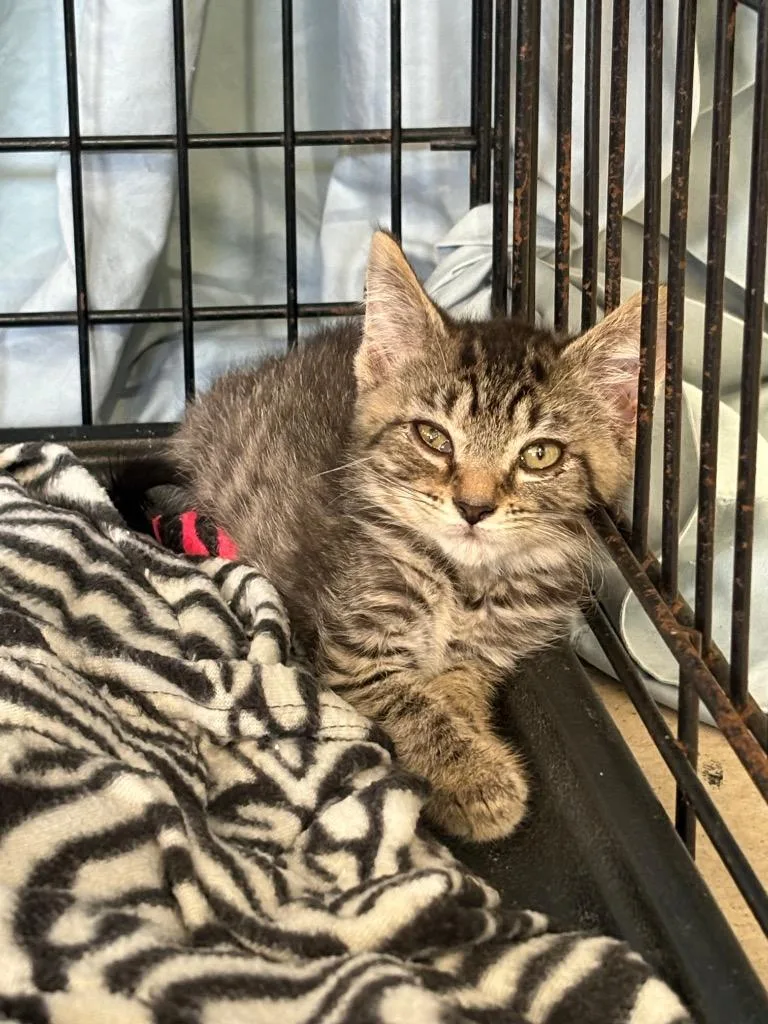 A baby medium-sized female Domestic Short Hair cat named Jade for adoption in Hartford City, IN