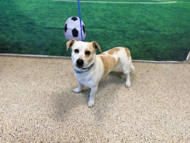 A young small-sized male Parson Russell Terrier dog named Bambino for adoption in Miami, FL