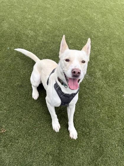 An adult large-sized male Mixed Breed dog named Maverick for adoption in Lafayette, IN