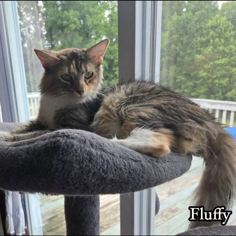 Fluffy