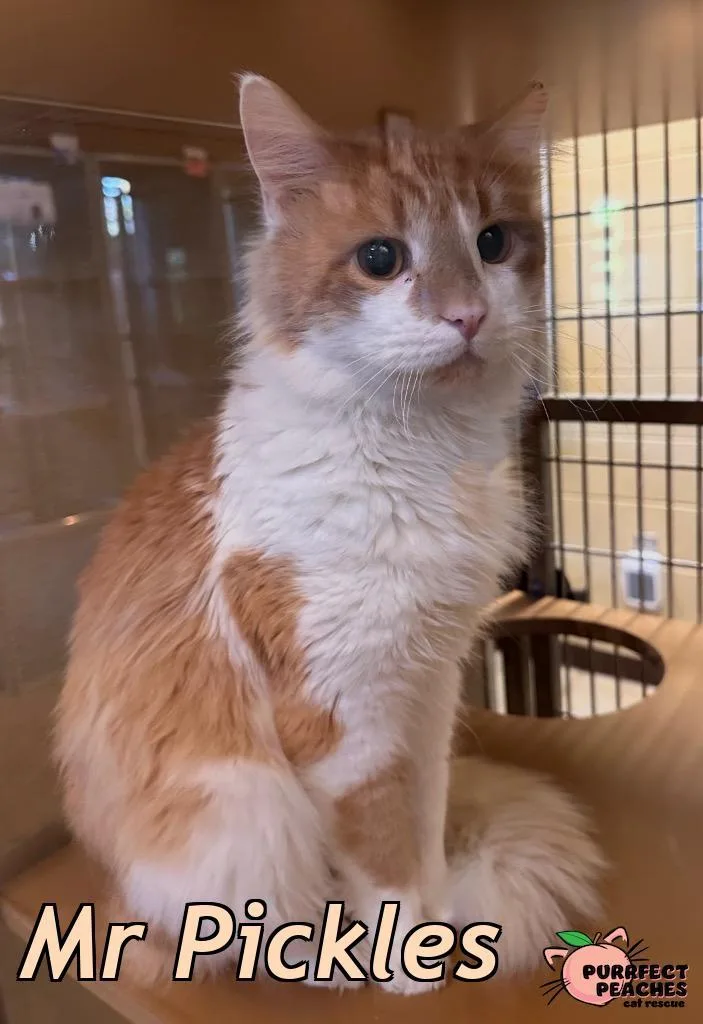 An adult medium-sized male Maine Coon cat named Mr Pickles for adoption in Douglasville, GA