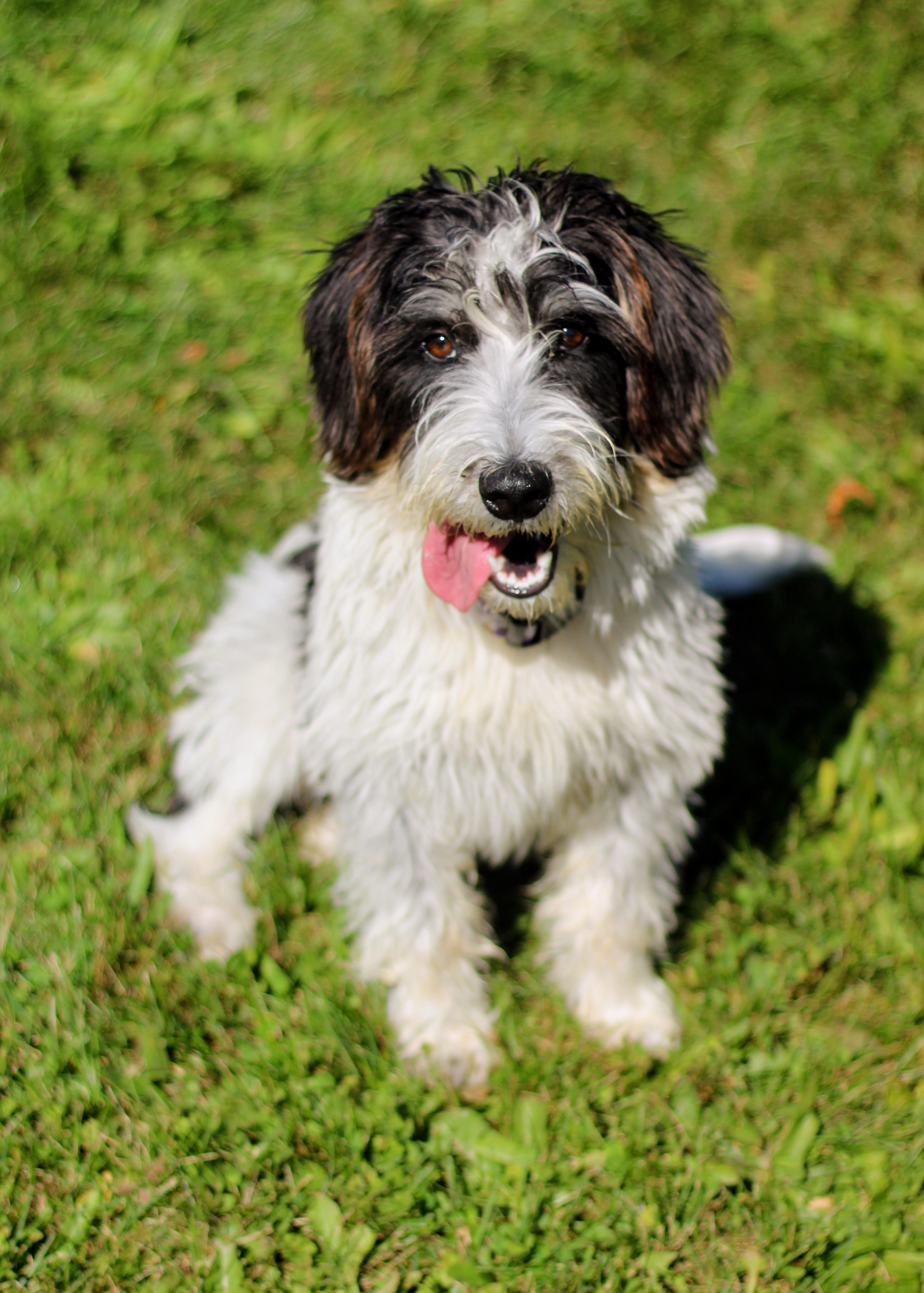 A young medium-sized female Dachshund dog named Parsley for adoption in Battle Creek, MI