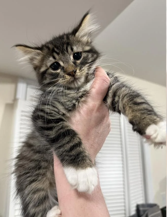 A baby medium-sized male Tabby (Brown / Chocolate) Domestic Medium Hair cat named Tenor for adoption in New York, NY