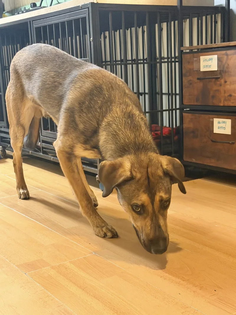 A young medium-sized male Black Mouth Cur dog named Axel for adoption in Manchester, CT