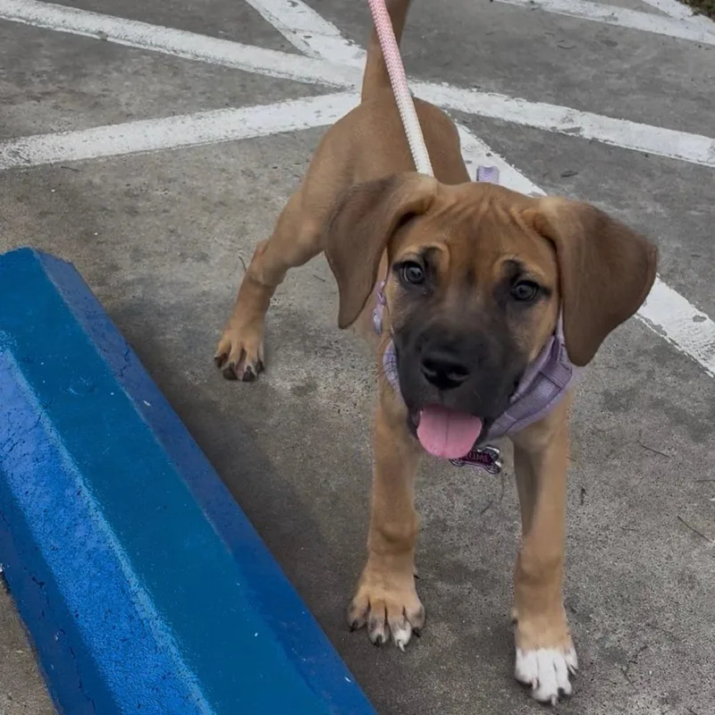 A baby large-sized female Brown / Chocolate Mixed Breed dog named Rumi for adoption in Galveston, TX