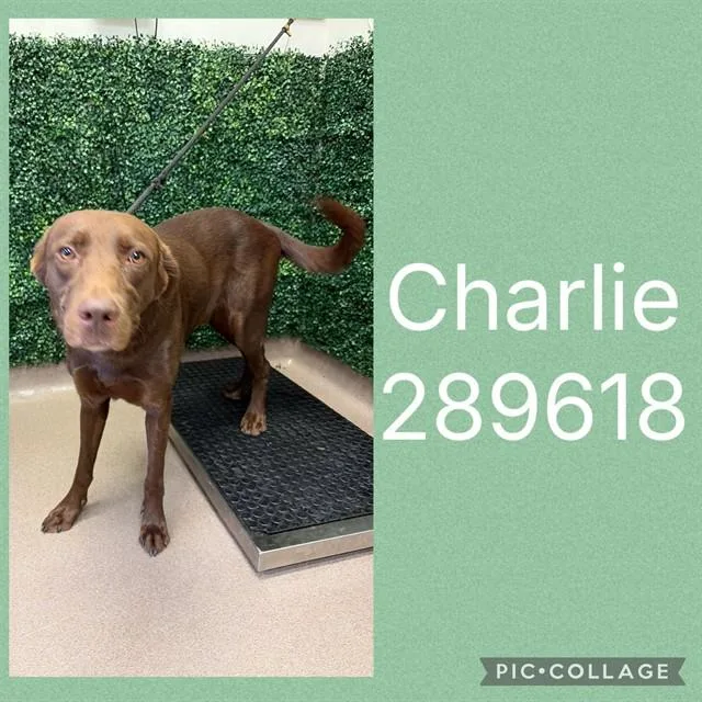 A young large-sized male Labrador Retriever dog named Charlie for adoption in Macon, GA