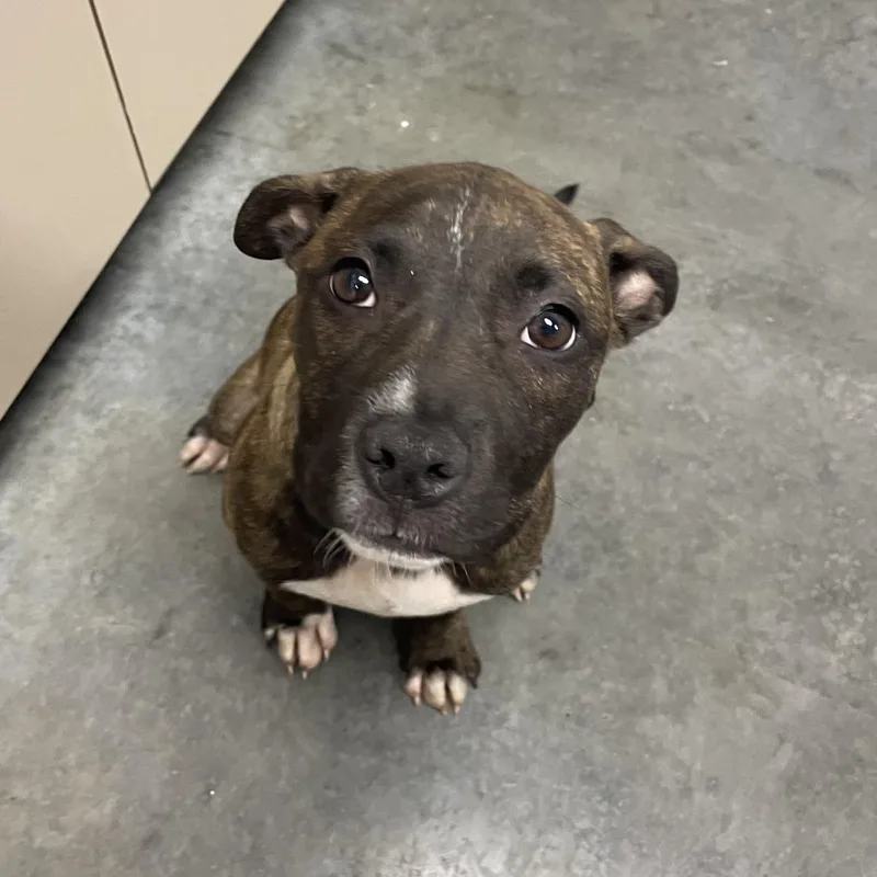 A baby medium-sized male Brown / Chocolate Mixed Breed dog named Sebastian for adoption in Dickinson, TX