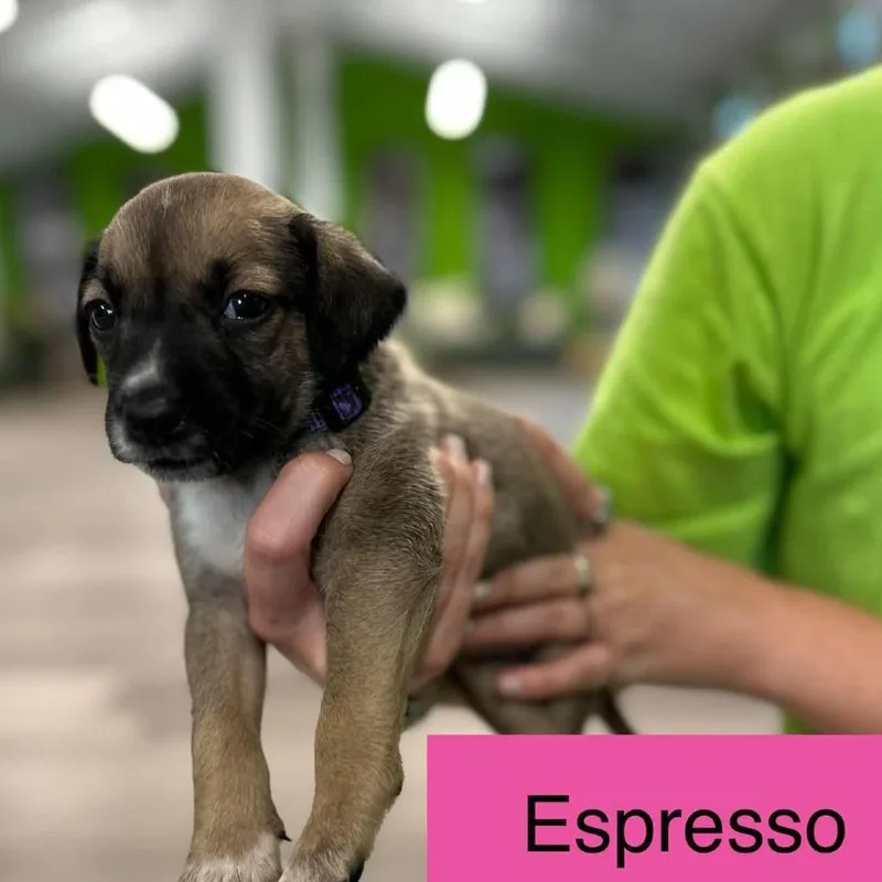 A baby medium-sized female Brown / Chocolate Cattle Dog named Espresso for adoption in Tampa, FL