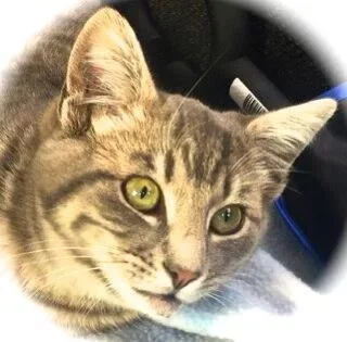 An adult medium-sized male Gray / Blue / Silver Domestic Short Hair cat named Fremont for adoption in Palo Alto, CA