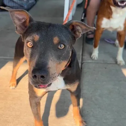 A young medium-sized male Gray / Blue / Silver Mixed Breed dog named Gus for adoption in Bend, OR