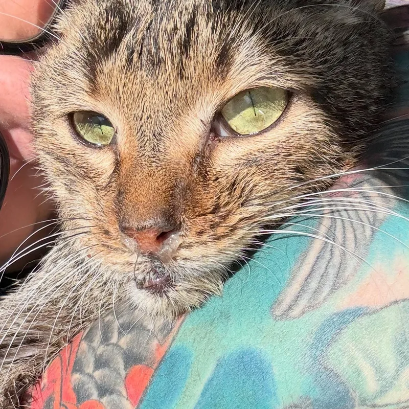 An adult medium-sized male Tabby (Brown / Chocolate) Domestic Short Hair cat named Timothy for adoption in Rochester, NY