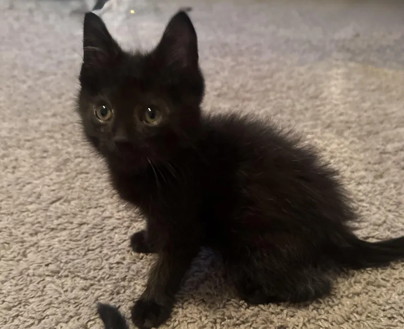A baby small-sized male Domestic Short Hair cat named Onyx for adoption in Bethel Park, PA