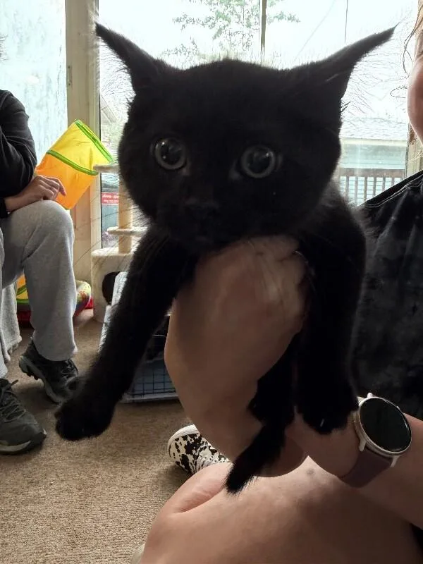 A young medium-sized female Black Domestic Short Hair cat named Xenopus for adoption in Grand Rapids, MI
