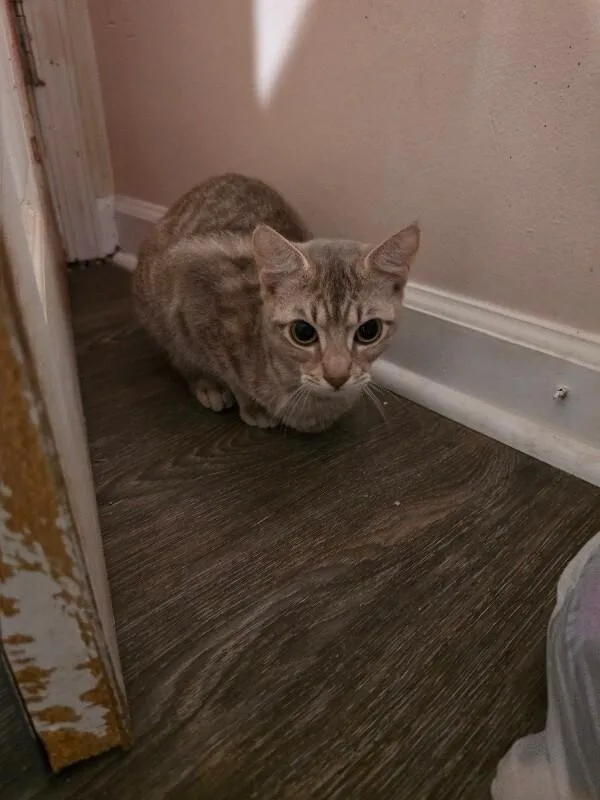 An adult medium-sized female Tabby (Gray / Blue / Silver) Domestic Short Hair cat named Unknown for adoption in Burgaw, NC
